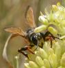 Sphex funerarius
